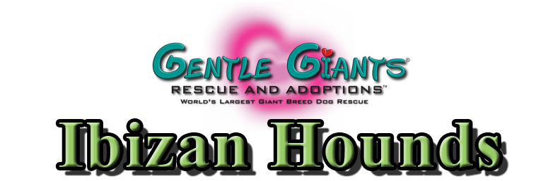 Ibizan Hounds at Gentle Giants Rescue and Adoptions